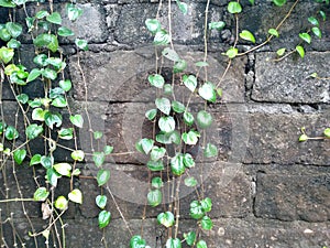 Green plants that propagate on the wall photo
