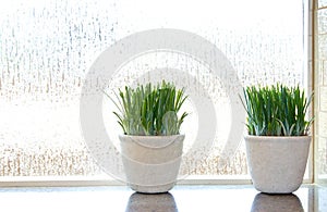 Green Plants in Ripple Glass Window