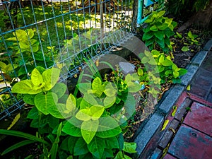 Green plants at the road side in Bali Indonesia, green plants in bali, bali nature beauty photo