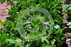 Green Plants Sampling growing in the nursery of Central India, Indore, Madhya Pradeshh