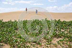 green plants in sand dune against desert landscape