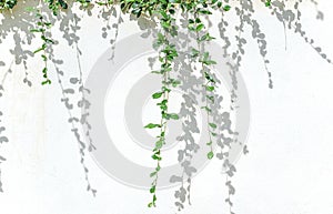 Green plants and shadow leaf on white concrete wall.