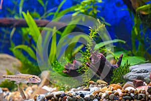 Green plants, snags and minnows in home decorative aquarium