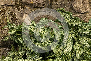 Green plants on a stone wall.