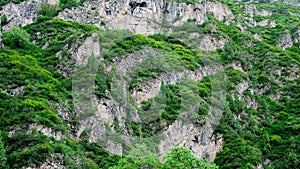 The green plants with strong vitality on the stone mountain