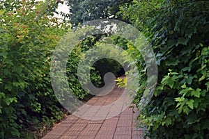 Green plants in a summer park.