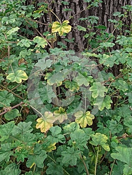 Green plants surrounding trunk tree