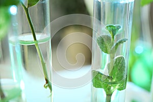 Green plants in test tubes on blurred background. Biological chemistry