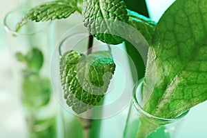 Green plants in test tubes on blurred background, closeup.