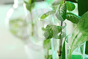 Green plants in test tubes on blurred background, closeup with space for text.