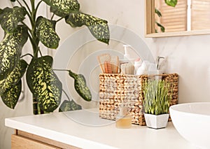 Green plants and toiletries on countertop in bathroom. Interior design