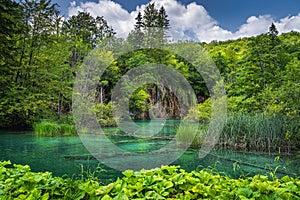 Green plants and turquoise coloured lake in front of waterfalls and lush forest in Plitvice Lakes