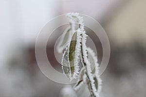 Green plants, a twig with green leaves covered with frost and rime.
