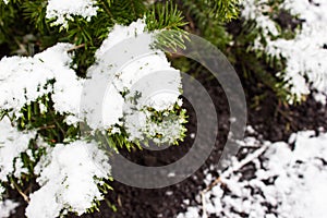 Green plants under the snow.