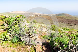 Green plants under The Vulcano La Corona near Ye village, north of Lanzarote, Canary Islands, Spain