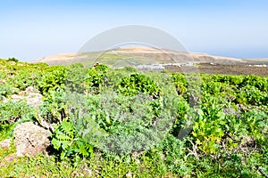 Green plants under The Vulcano La Corona near Ye village, north of Lanzarote, Canary Islands, Spain
