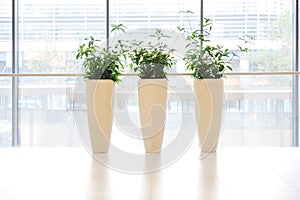 Green plants in vase