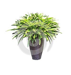 Green plants in vase isolated