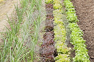 Green plants on a vegetable garden photo