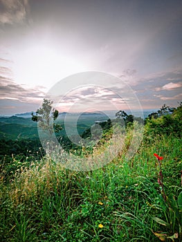 Green plants with the view of mountain during sunrise in Wang Kelian, Perlis, Malaysia