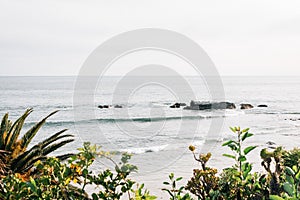 Green plants and view of the Pacific Ocean at Crescent Bay Point Park, in Laguna Beach, Orange County, California