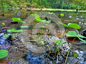 green plants In the water