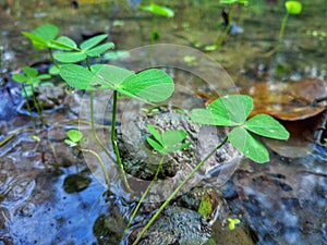 green plants In the water