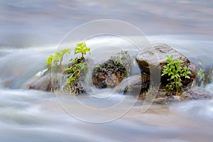 Green plants in the water, flooded river