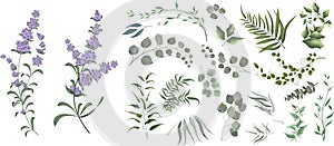 Green plants on a white background. Lavender flowers, eucalyptus and other leaves