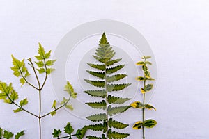 Green plants on white backround