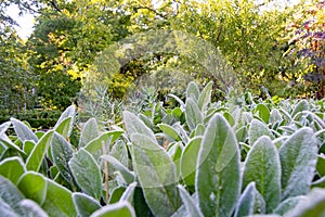 Green plants with white hairs giving a sensation of cold, in the Real JardÃÂ­n BotÃÂ¡nico de Madrid, in Spain. Europe. photo