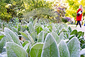 Green plants with white hairs giving a sensation of cold, in the Real JardÃÂ­n BotÃÂ¡nico de Madrid, in Spain. Europe. photo
