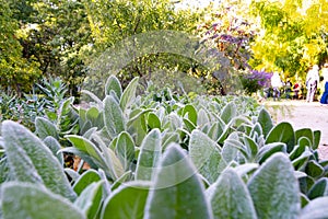 Green plants with white hairs giving a sensation of cold, in the Real JardÃ­n BotÃ¡nico de Madrid, in Spain. Europe.