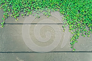 Green plants on wood wall background with copy space.