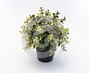 Green plastic decorative flower in a black plastic pot is on a white background