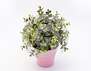 Green plastic decorative flower in a pink plastic pot is on a white background