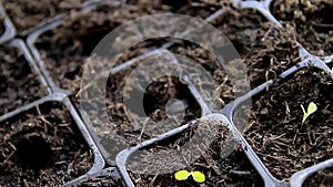 Green plat growing in plastic pot in greenhouse stock footage
