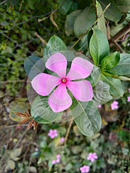 The green plathe pink color flower in park  in india photo