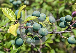 Green plum berries