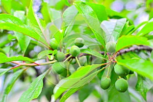 Green plum