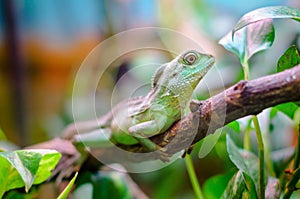 Green plumed basilisk