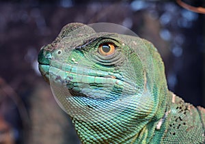 Green Plumed Basilisk