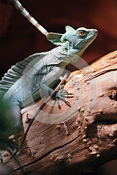 Green Plumed Basilisk lizard