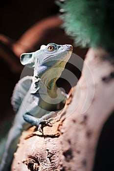 Green Plumed Basilisk lizard