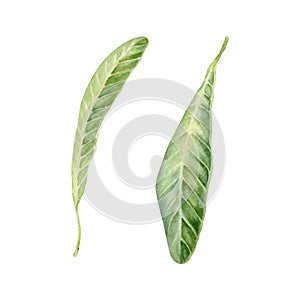 Green plumeria or frangipani leaves. Watercolor hand painted tropical plant. Isolated elements on white background. Natural