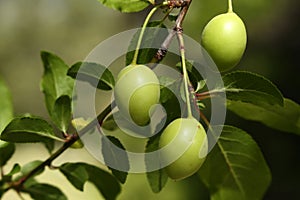 Green plums