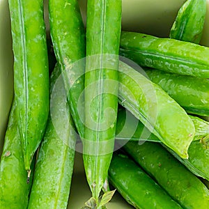 Green pod peas bean lot of vegetables. green background fresh design close-up design background
