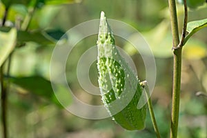 Green pods of asclepias syriaca with seeds close up. Common milkweed.