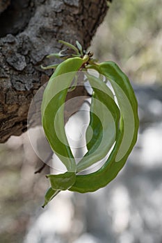 Green pods hang on the branches of carob tree