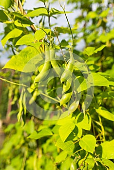 Green pods of kidney bean growing on farm. Bush with bunch of pods of haricot plant Phaseolus vulgaris